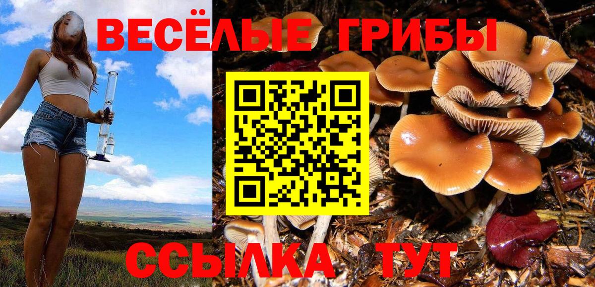 Галлюциногенные грибы Psilocybine cubensis  Вход с VPN  Рославль 